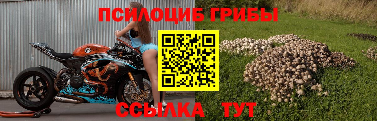 Галлюциногенные грибы Psilocybine cubensis Орёл